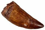 Serrated, Carcharodontosaurus Tooth - Real Dinosaur Tooth #341281-1